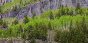 GREEN DREAM